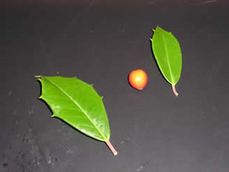 holly 02