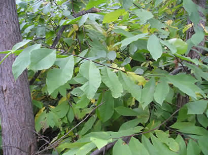 pawpaw 02