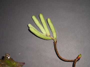 walking tree 4