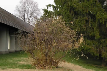 walking tree2