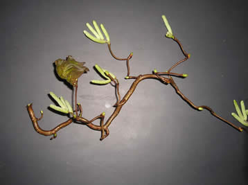 walking tree 5