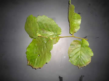 wakling tree 7