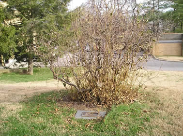 walking tree1