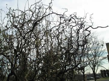 wakling tree4
