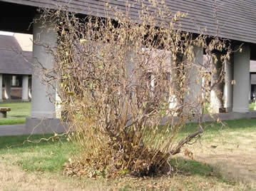 walking tree3