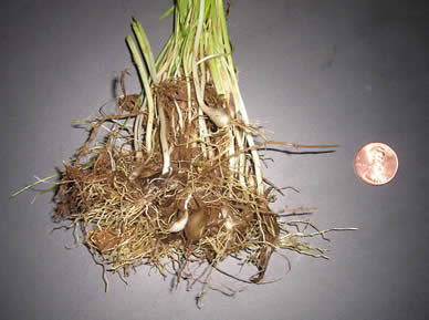 wild garlic 4