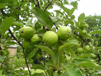 Apple