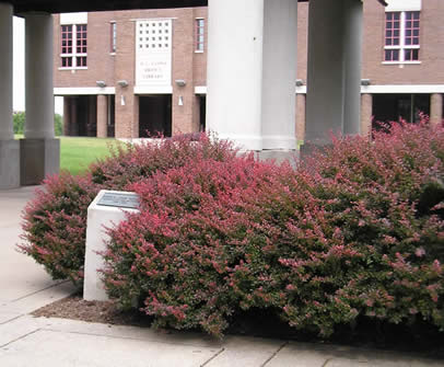 Barberry