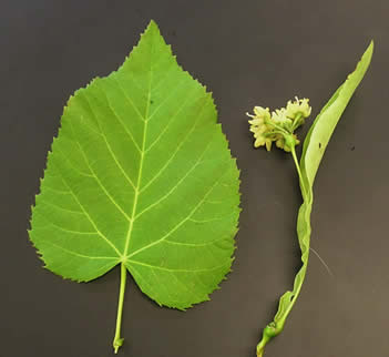 Basswood