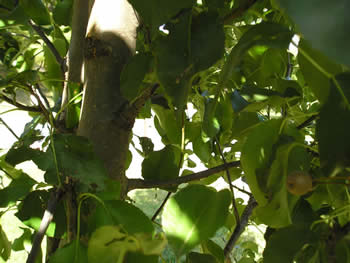 bradford pear