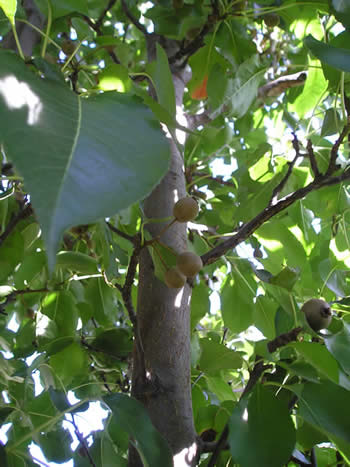 bradford pear