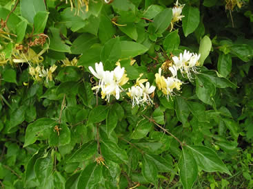 Bush Honeysuckle