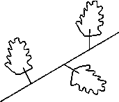 alternate leaves