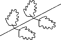 opposite leaves