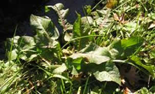 curlydock