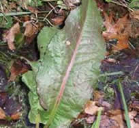 curlydock