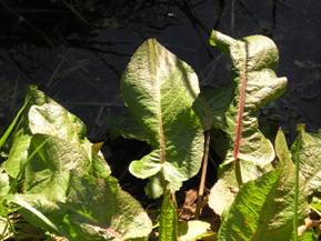 curlydock