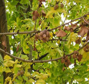 Gingko