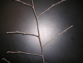 River Birch