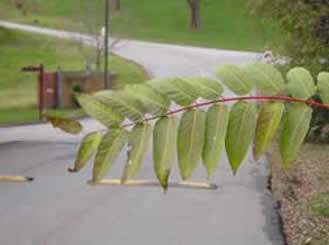 Tree Of Heaven