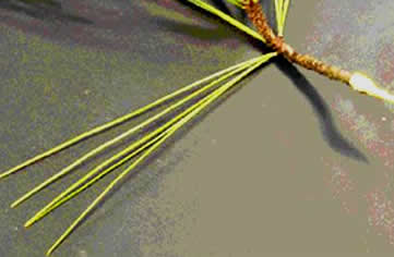 Eastern White Pine Needles