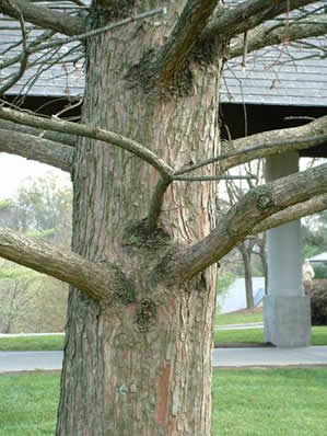 Bald Cypress