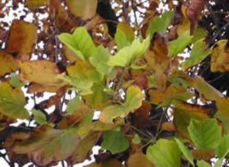 Tulip Poplar