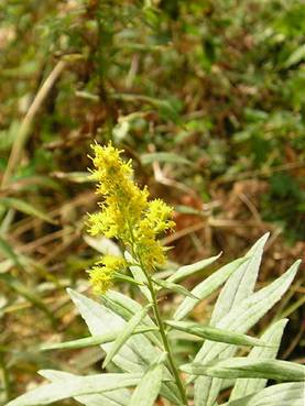 Goldenrod