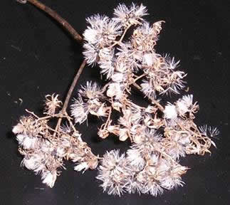 White Snakeroot