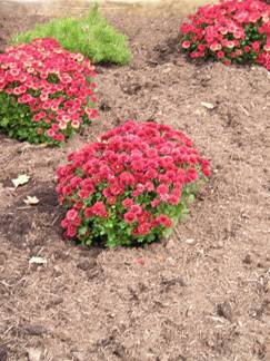 Chrysanthemum