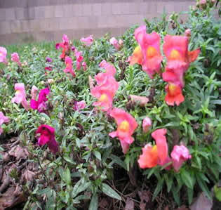 Snapdragons