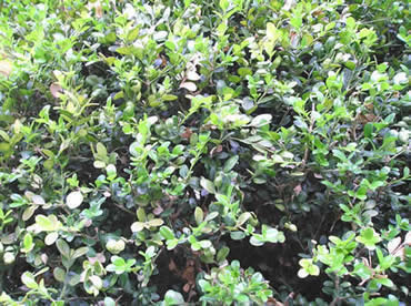 boxwood