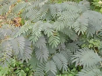 mimosa