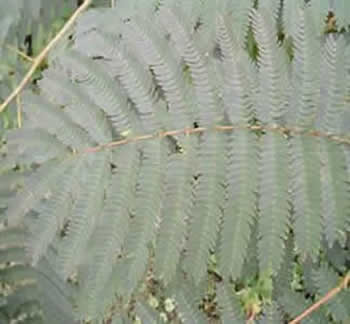 mimosa