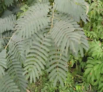mimosa