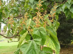 Royal Paulownia