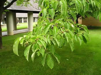 Dogwood