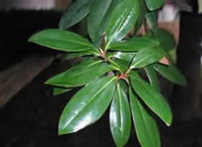 Magnolia