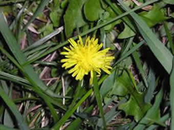 dandelion