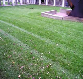 bluegrass