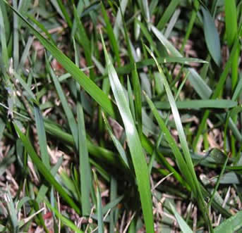 bluegrass