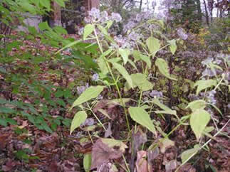 White Snakeroot