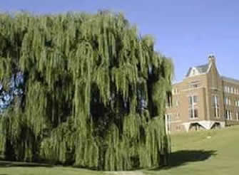 Willow name