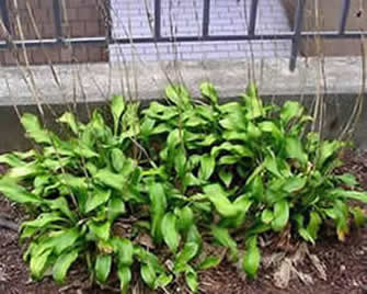 Hosta