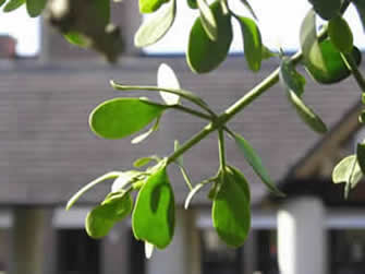 mistletoe