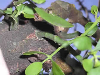 mistletoe