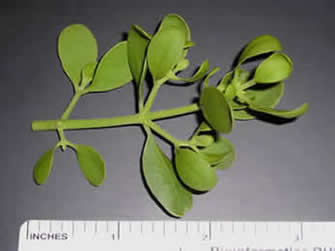 mistletoe