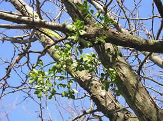 mistletoe