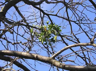 mistletoe