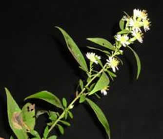 panicled aster